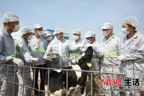 伊利奶牛学校牛二代训练营导师现场指导学员养殖技术